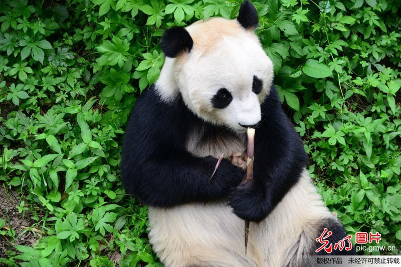 大熊猫怀抱“犀牛”显爱心