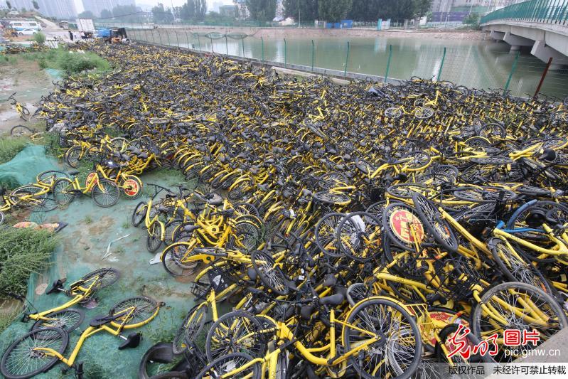 郑州数千辆损坏小黄车堆积河边令人心痛