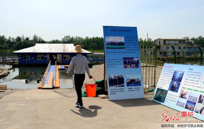 安徽安庆：“水中大熊猫”江豚在西江水域得到保护
