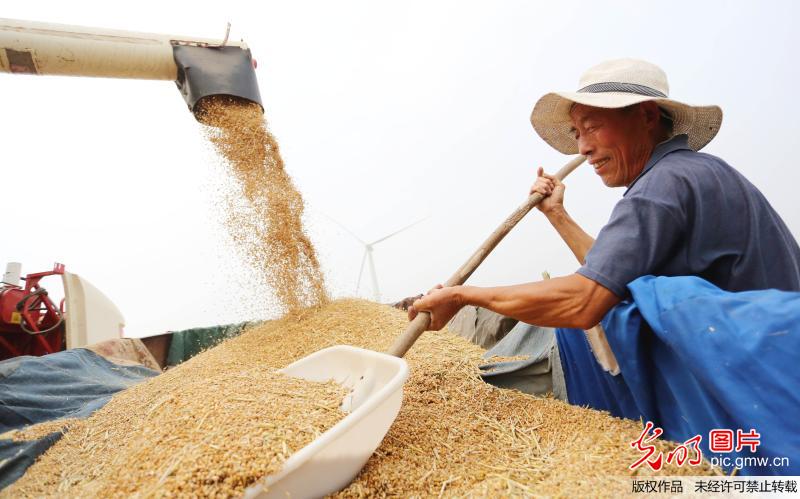 江苏东海：万亩小麦喜开镰