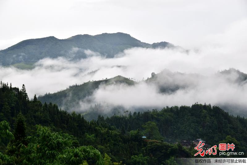 贵州从江：雾绕乡村 水墨画卷
