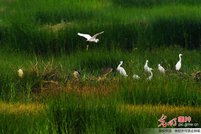 山东青岛：鹭舞绿洲生态美