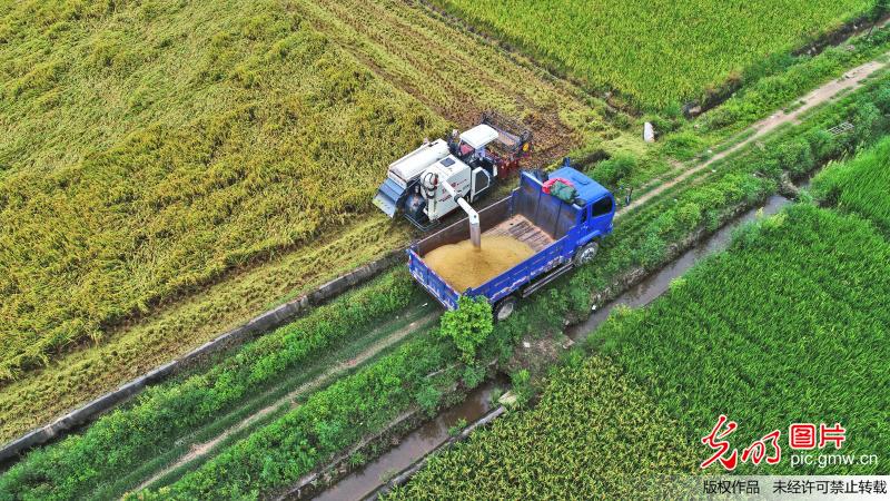 江西永丰有机水稻开镰收割