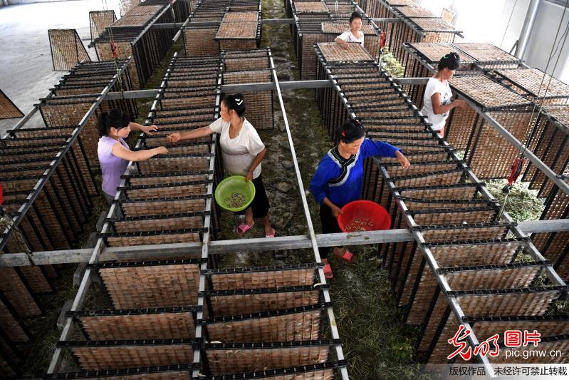贵州榕江：规模发展种桑养蚕 结构调整促增收
