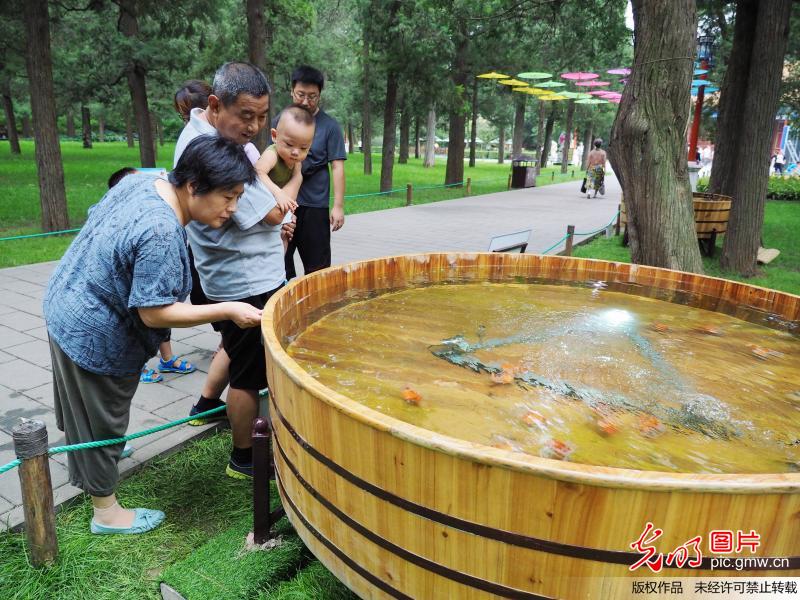 北京景山公园金鱼展重现“木海观鱼”景观