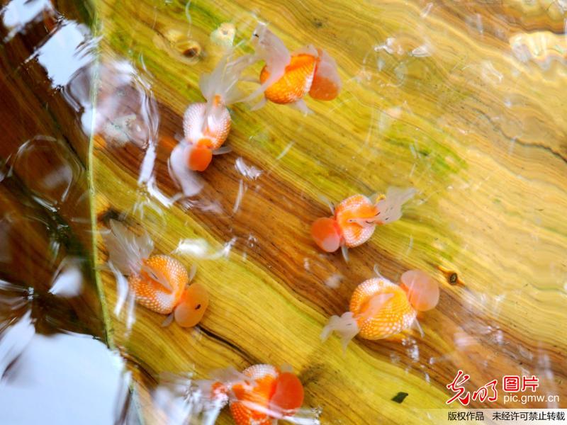 北京景山公园金鱼展重现“木海观鱼”景观