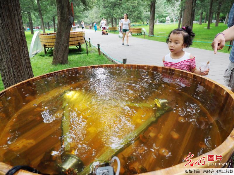 北京景山公园金鱼展重现“木海观鱼”景观