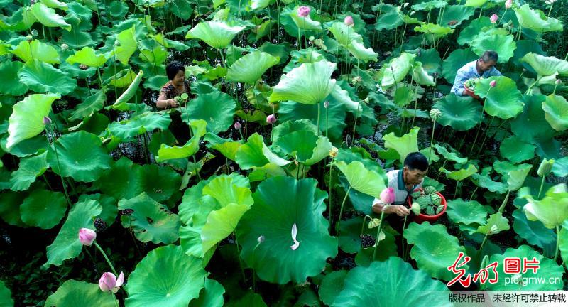 太空莲种植富乡邻