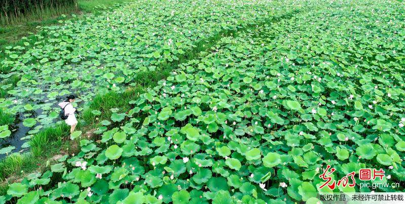 太空莲种植富乡邻