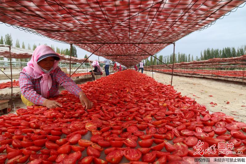 2万亩番茄晾晒戈壁滩