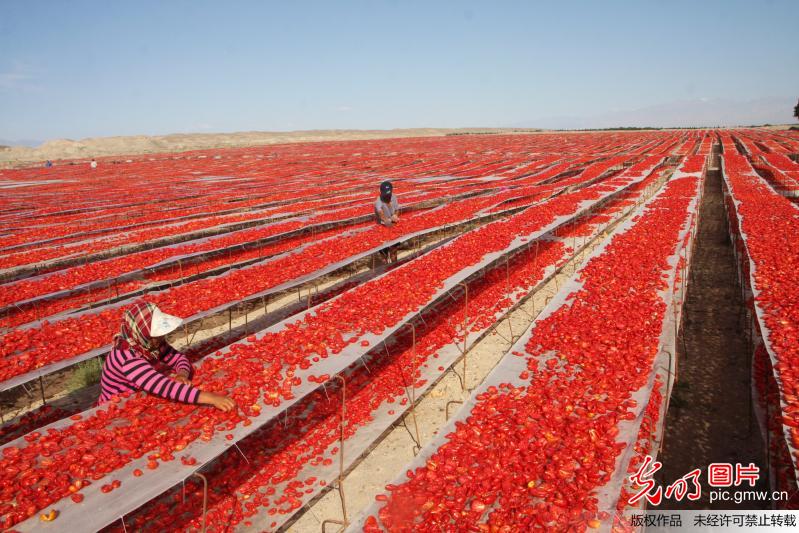 2万亩番茄晾晒戈壁滩