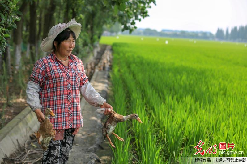 江苏泰州立体种植助力农业生产