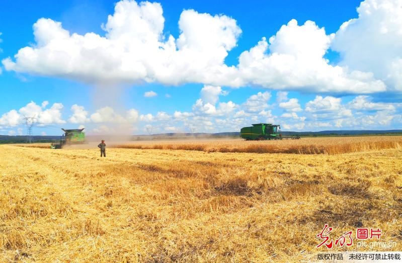 黑龙江垦区进入春小麦收割季