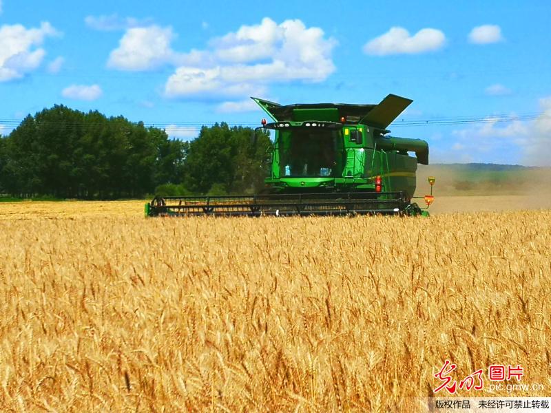 黑龙江垦区进入春小麦收割季
