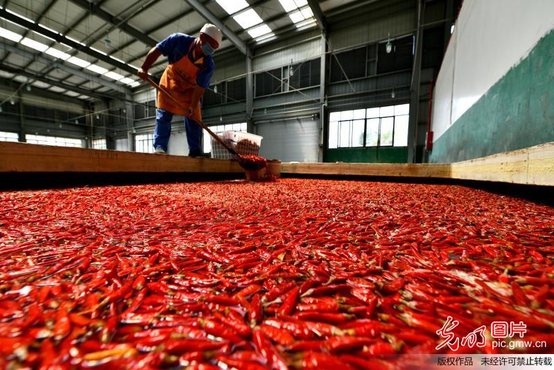 贵州遵义18万农户种植辣椒脱贫致富