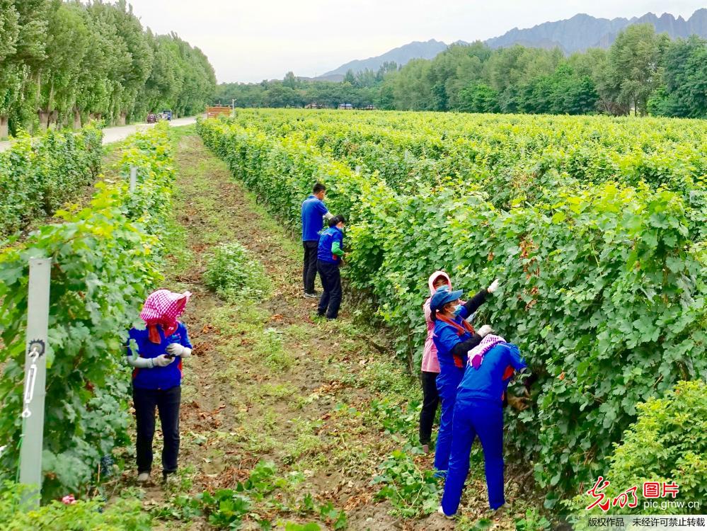 贺兰山东麓成宁夏“紫色名片”