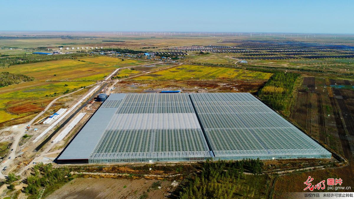 大庆林甸：十二万株樱桃番茄进入采摘期