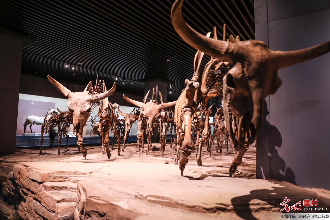 大庆博物馆：穿越亿万年历史的时光隧道