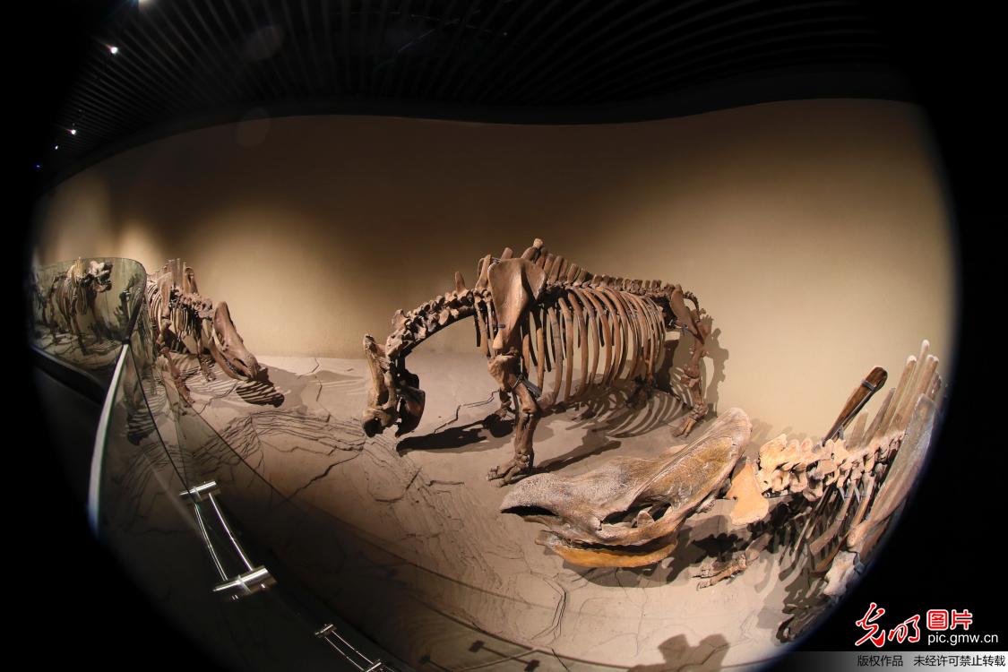 大庆博物馆：穿越亿万年历史的时光隧道