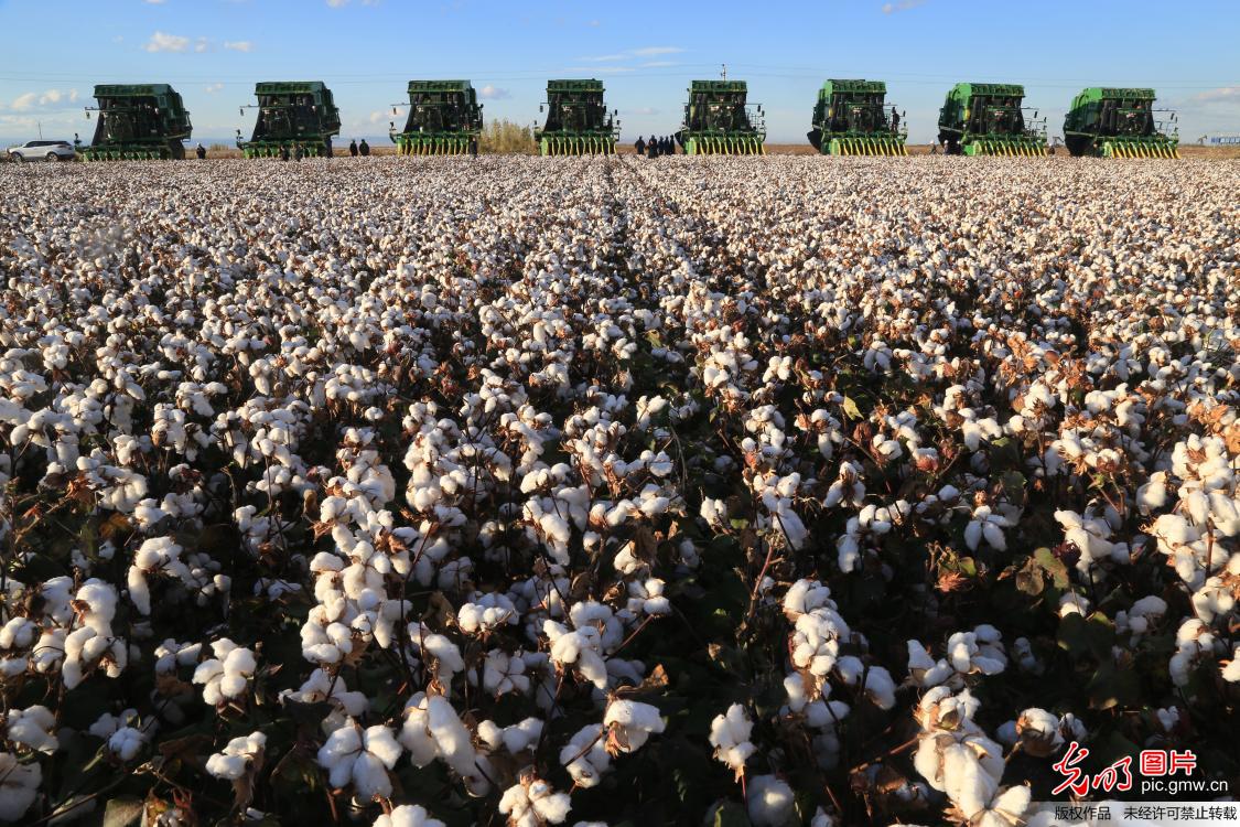 新疆百万亩棉花实现机器采摘