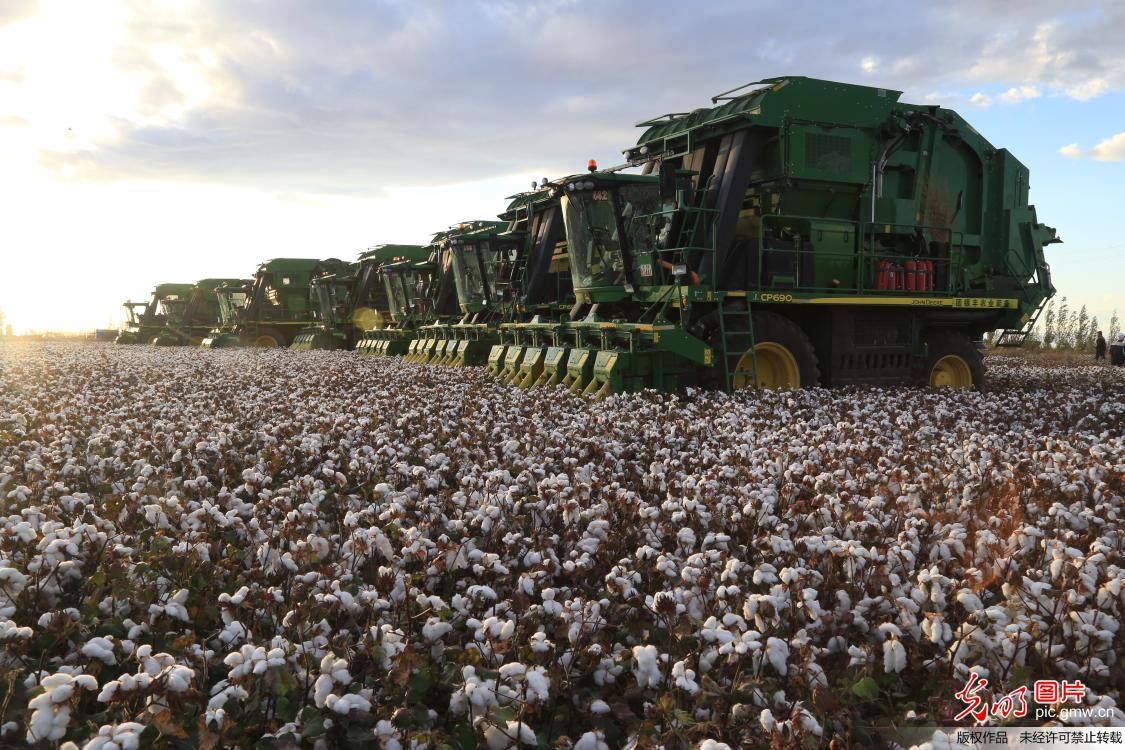 新疆百万亩棉花实现机器采摘