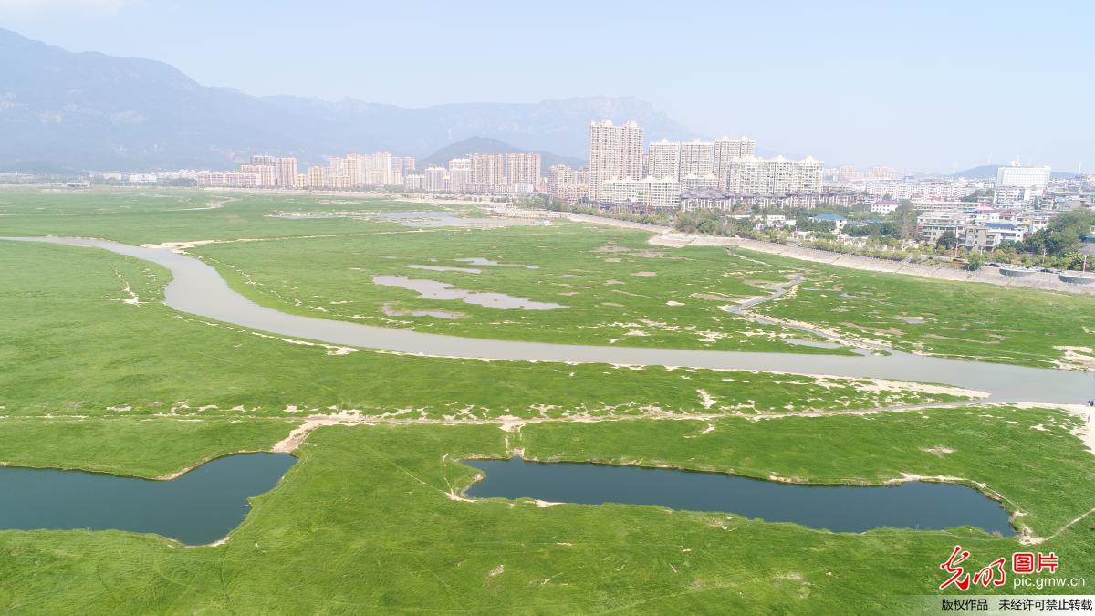 鄱阳湖进入枯水期“变身”大草原