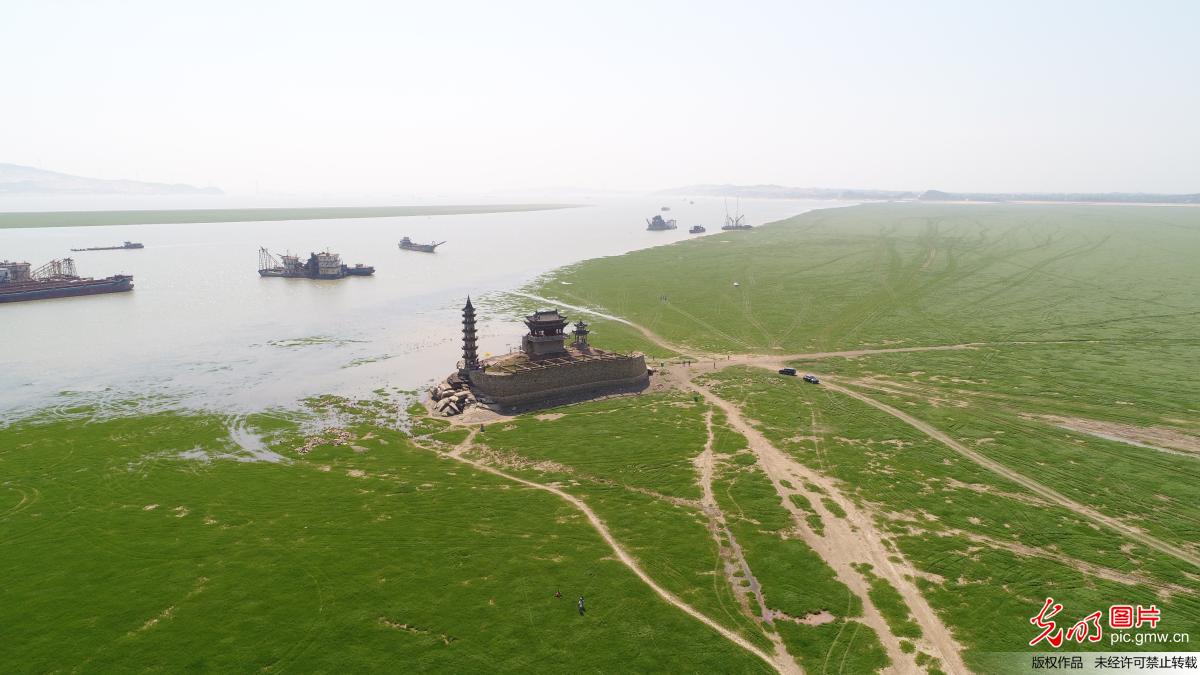 鄱阳湖进入枯水期“变身”大草原