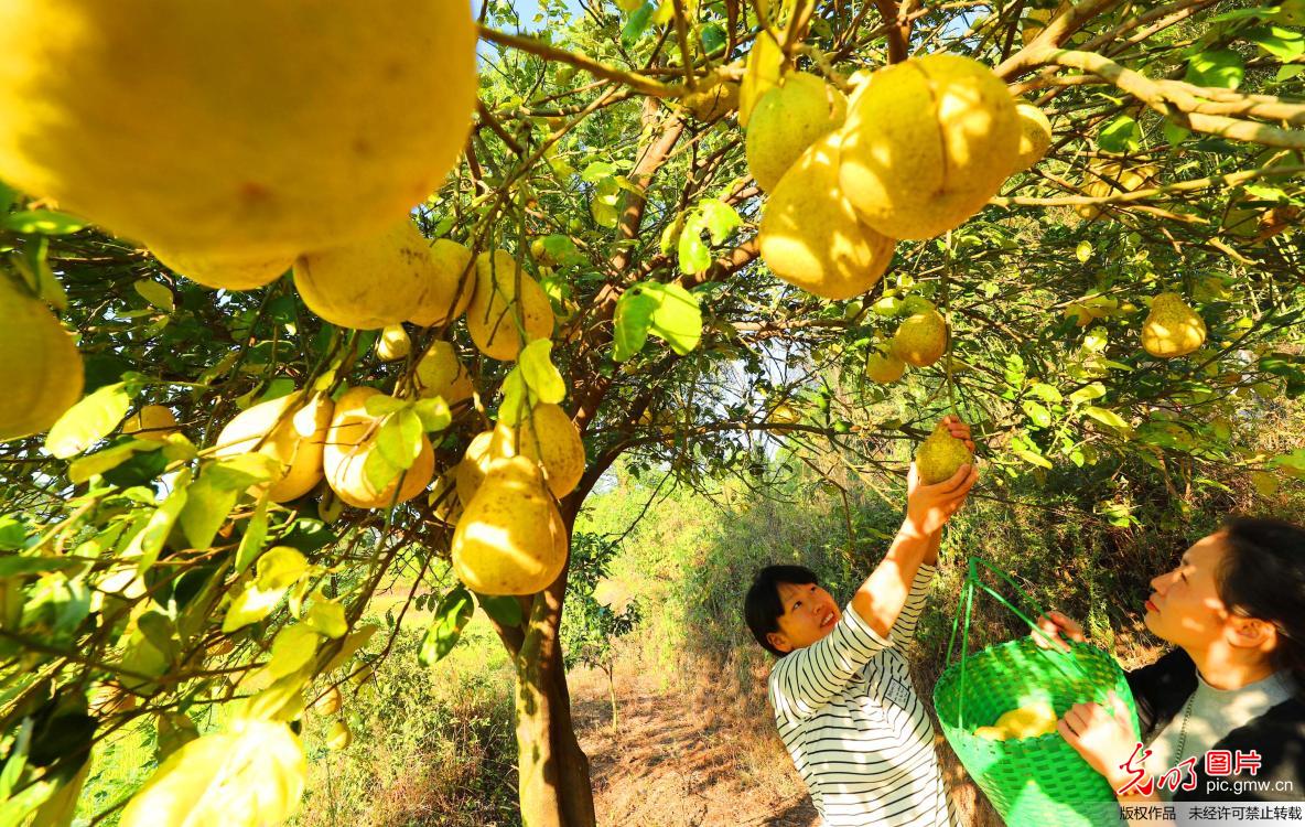 生态园里摘柚子 乐享“十一”国庆假