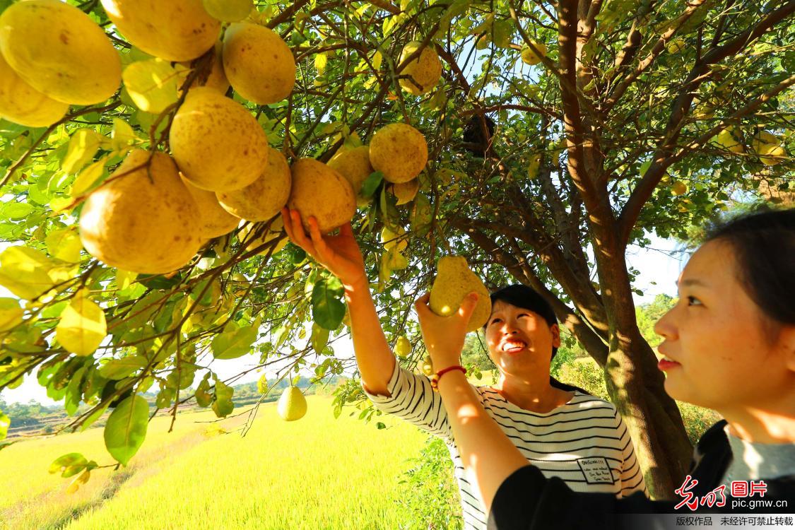 生态园里摘柚子 乐享“十一”国庆假
