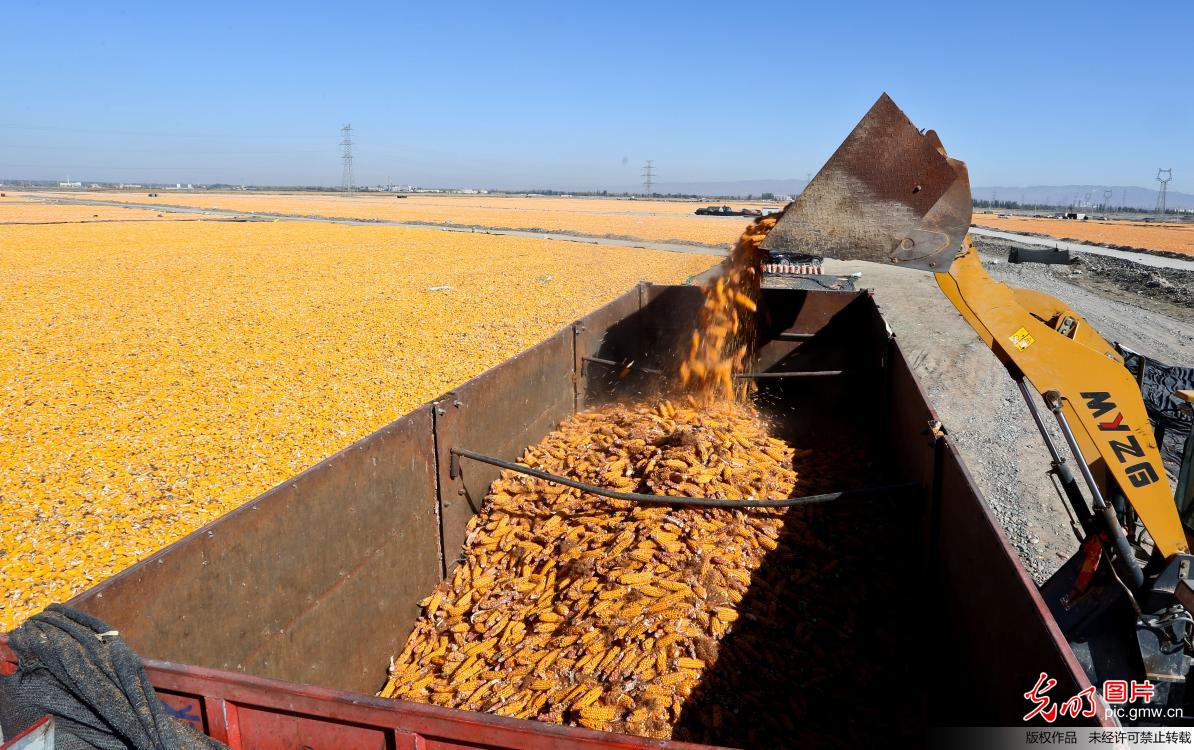 甘肃张掖80万亩制种玉米喜获丰收