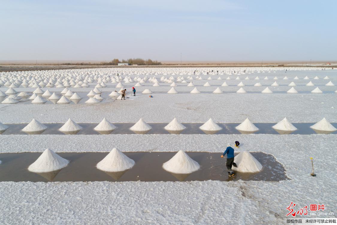 甘肃高台：盐田采盐忙 戈壁堆起千堆“雪”
