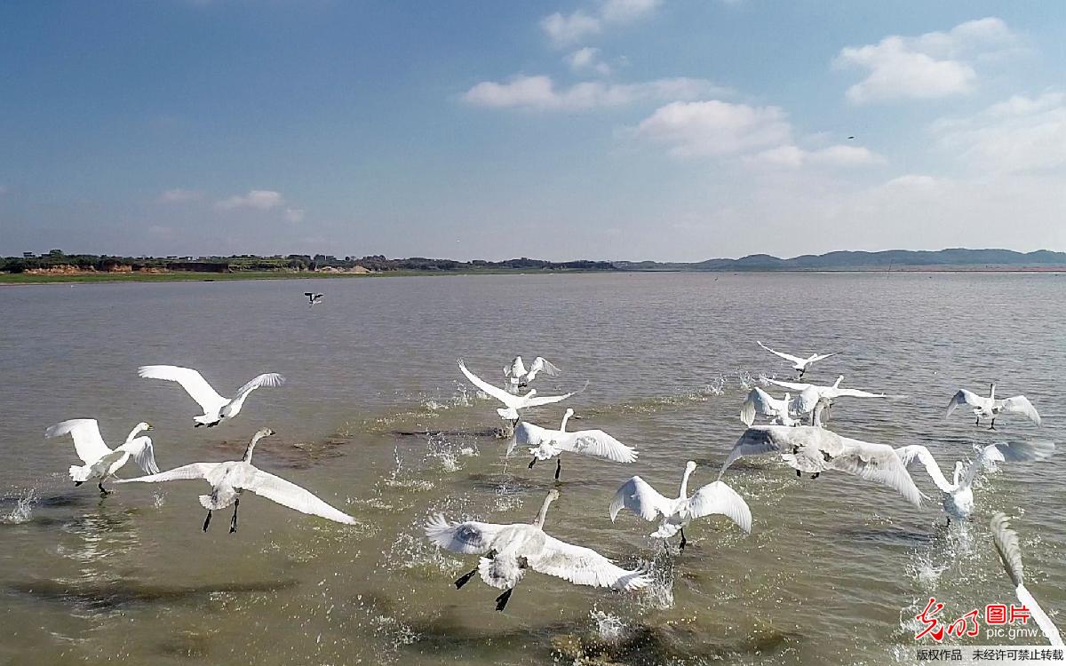 鄱阳湖迎来越冬候鸟迁徙高峰