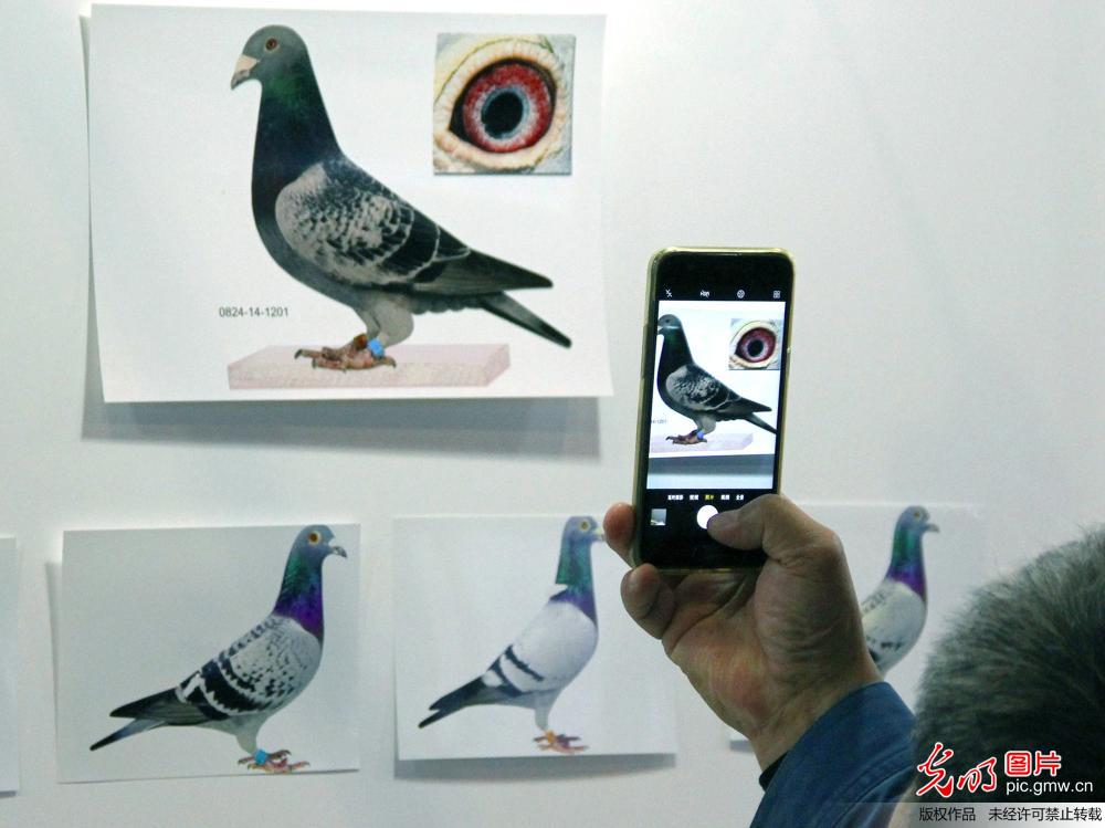 德国信鸽文化博览会南京开展