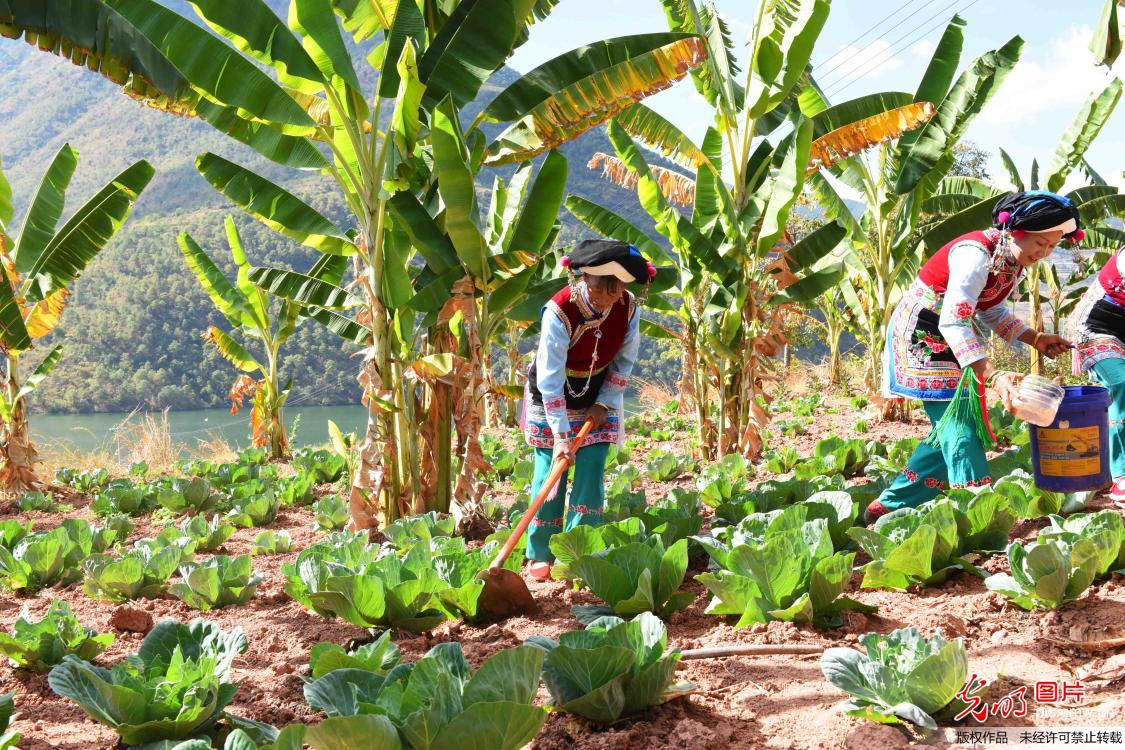 芭蕉产业助农脱贫增收
