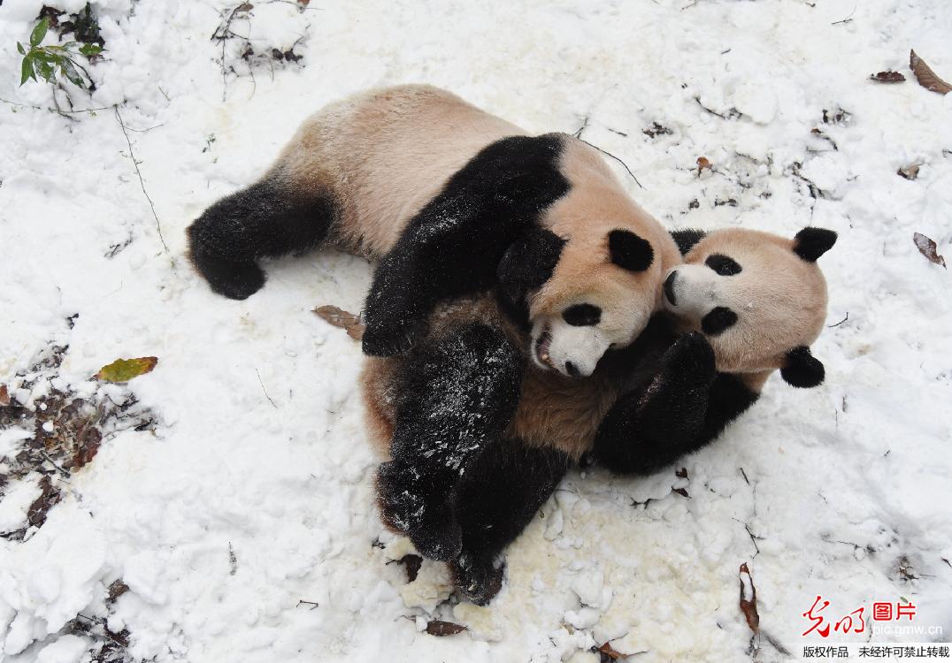 大熊猫雪地嬉戏