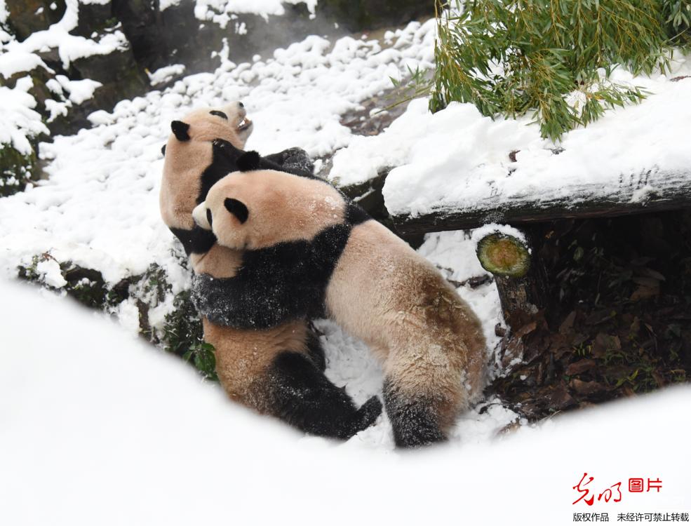 大熊猫雪地嬉戏
