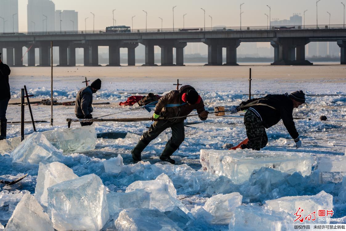 第二十届哈尔滨冰雪大世界拉开采冰大幕