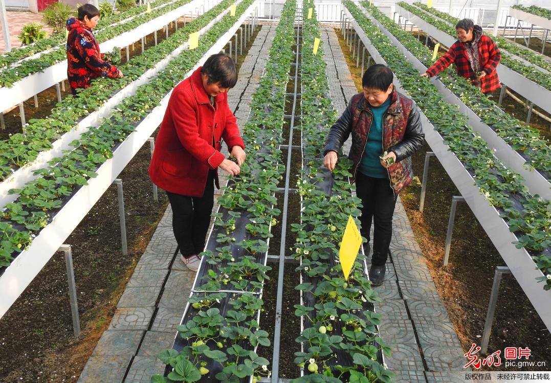 “科技草莓”助农增收