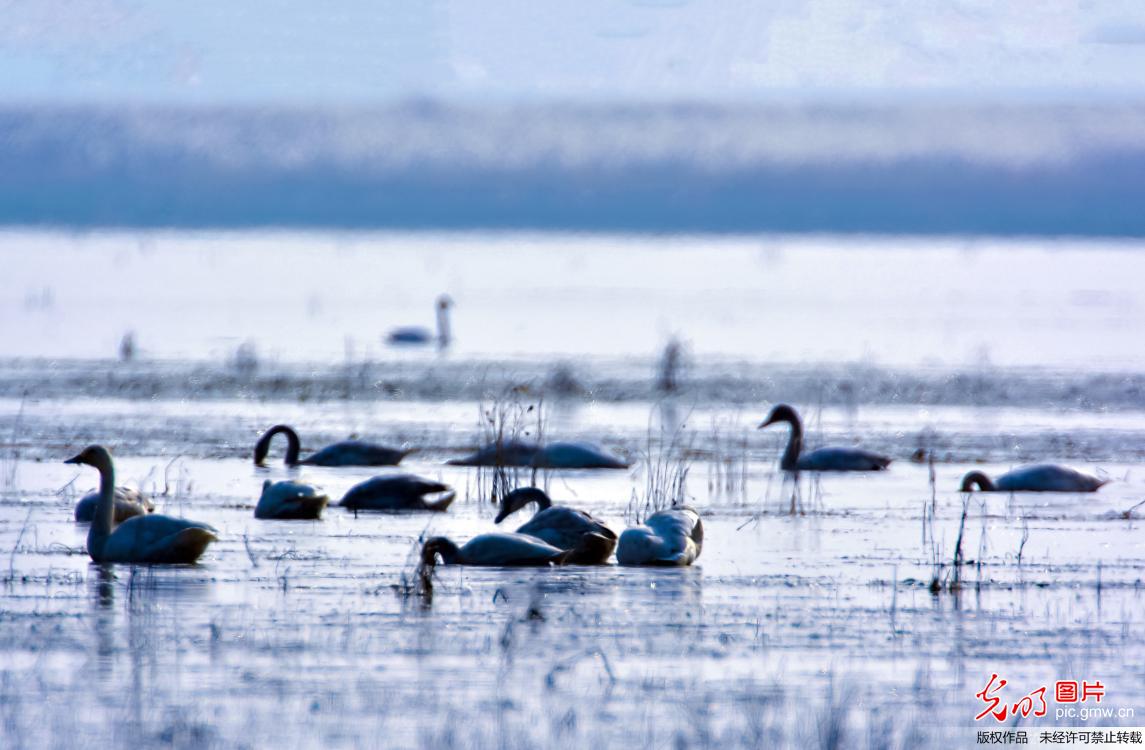珍禽候鸟鄱阳湖湿地栖息越冬