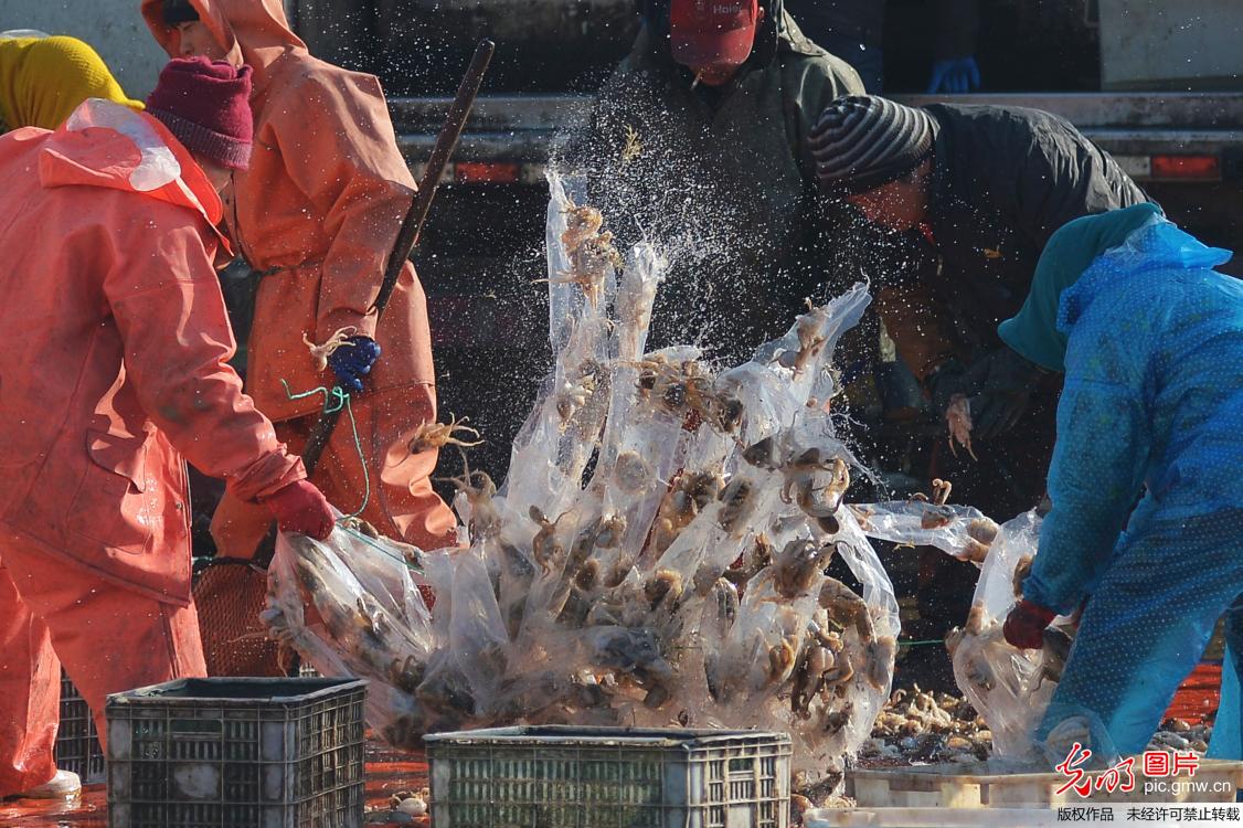 山东青岛：新年首渔迎丰收