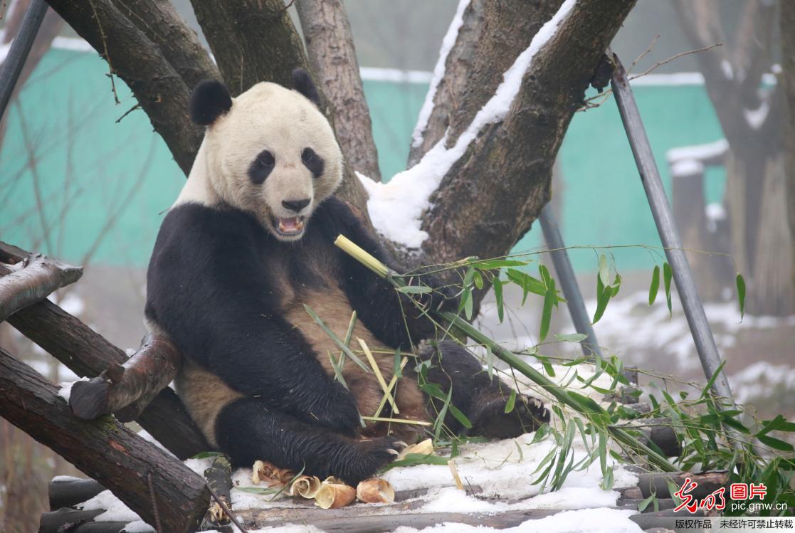 四川华蓥：熊猫戏雪