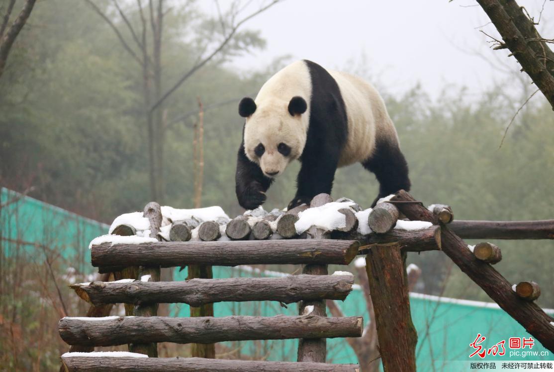 四川华蓥：熊猫戏雪