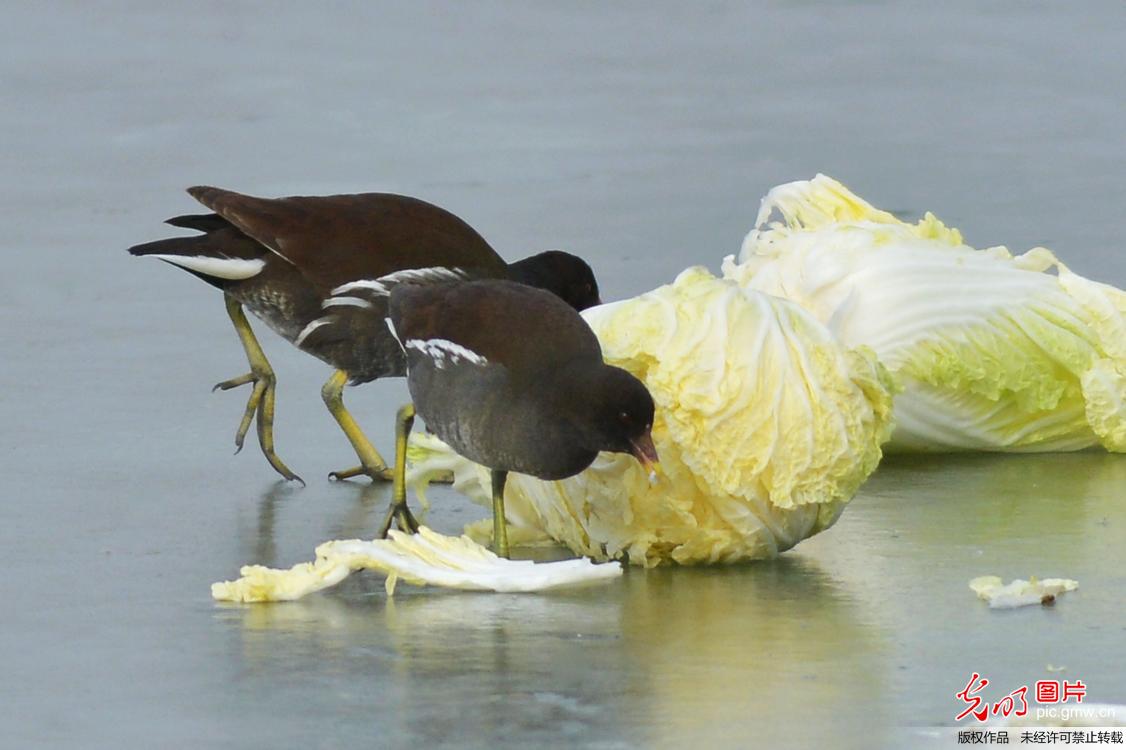 山东青岛：环保志愿者河边投食助候鸟越冬