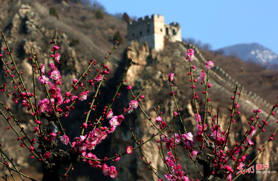 梅映长城 春景如画