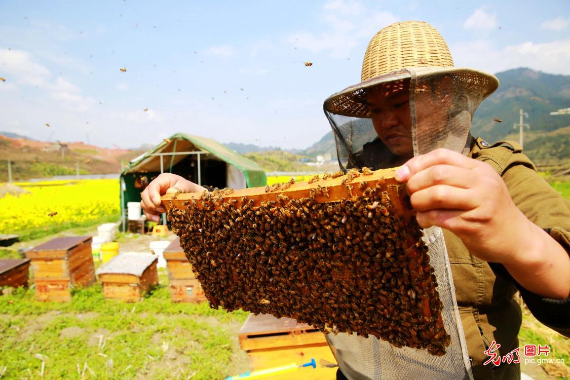 贵州榕江:春来花开采蜜忙 贵州榕江:春来花开采蜜忙