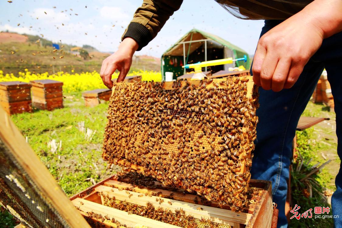 贵州榕江:春来花开采蜜忙 贵州榕江:春来花开采蜜忙