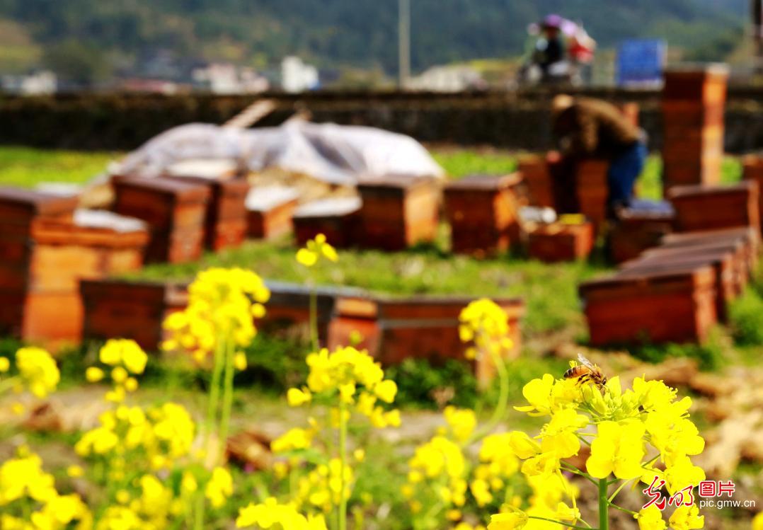 贵州榕江:春来花开采蜜忙 贵州榕江:春来花开采蜜忙