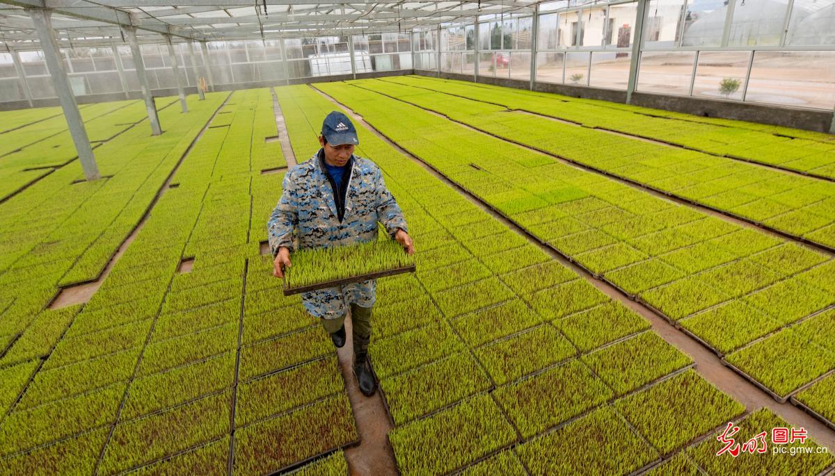 科技育秧助农增效