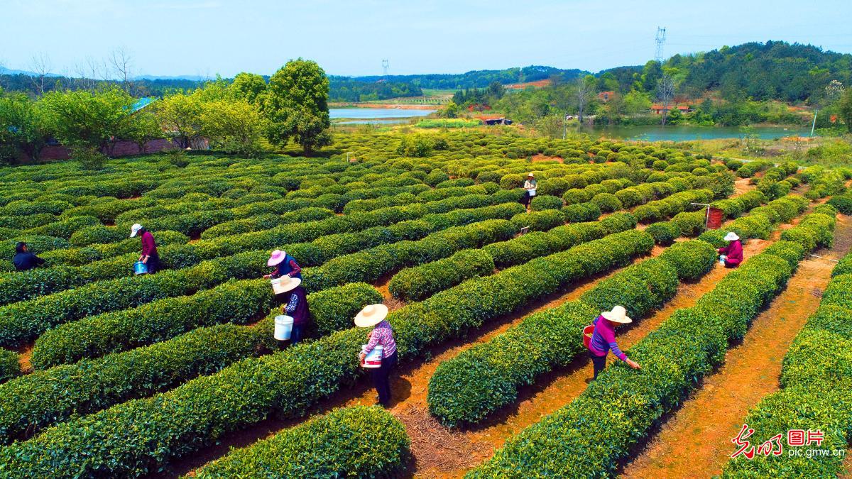 江西泰和茶叶飘香助增收