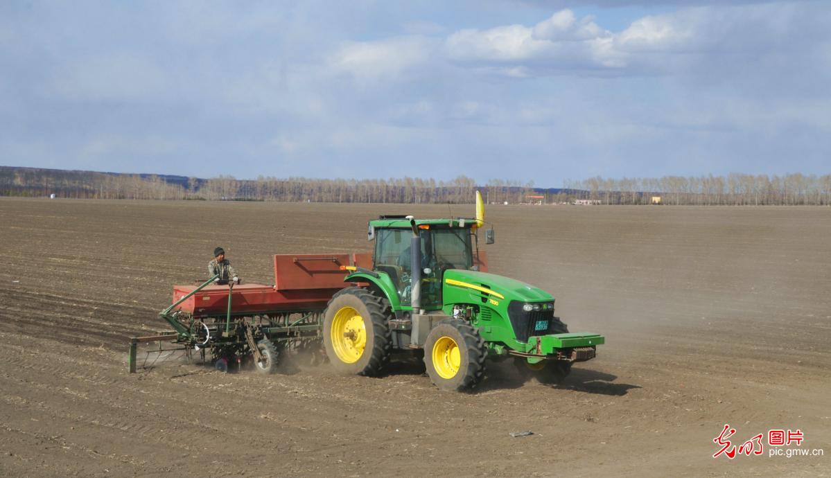 黑龙江垦区春小麦播种忙